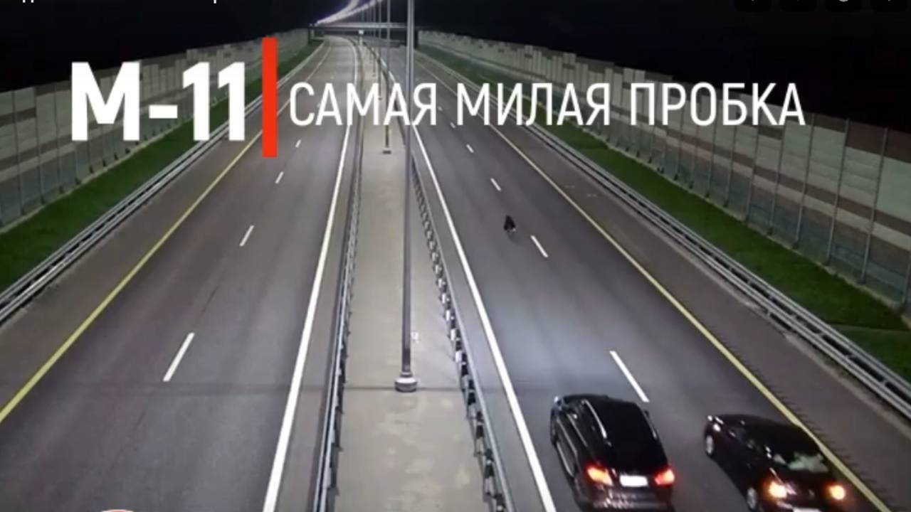 Видео: медведь собрал пробку на трассе М-11… 