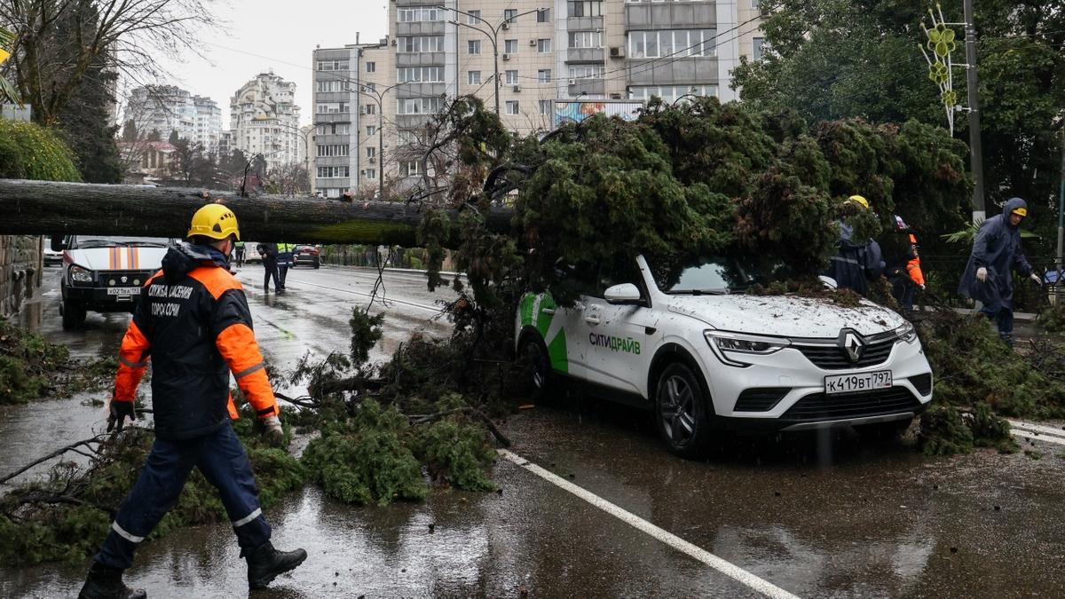 В Роскачестве пояснили, что делать, если на машину упало дерево - Quto.ru