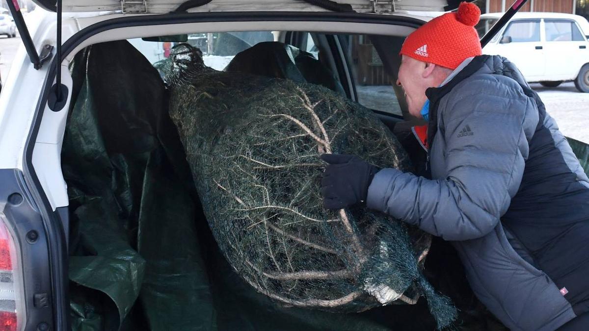 Россиянам напомнили тонкости перевозки ели в машине - Quto.ru