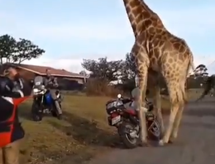 Жираф попытался угнать мотоцикл - Quto.ru
