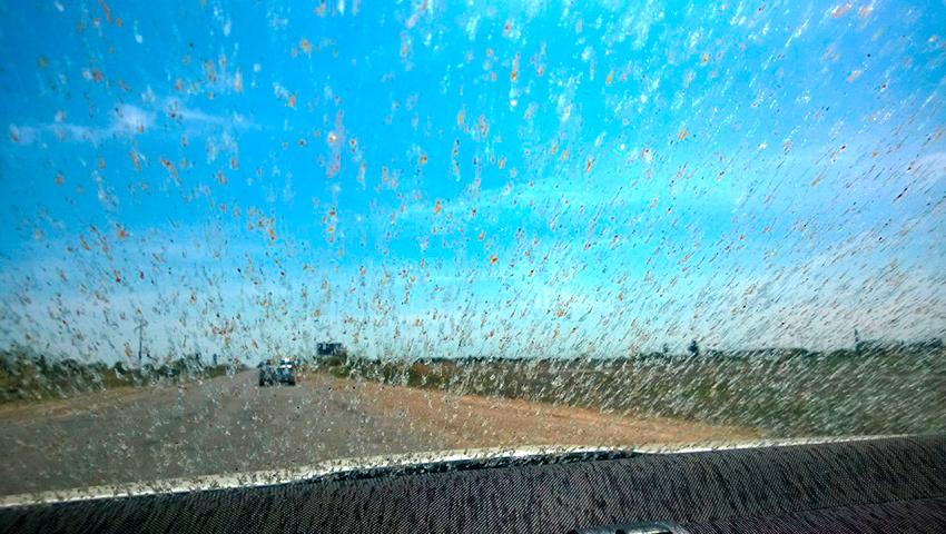 Как сделать, чтобы мошки не прилипали к лобовому стеклу - Quto.ru