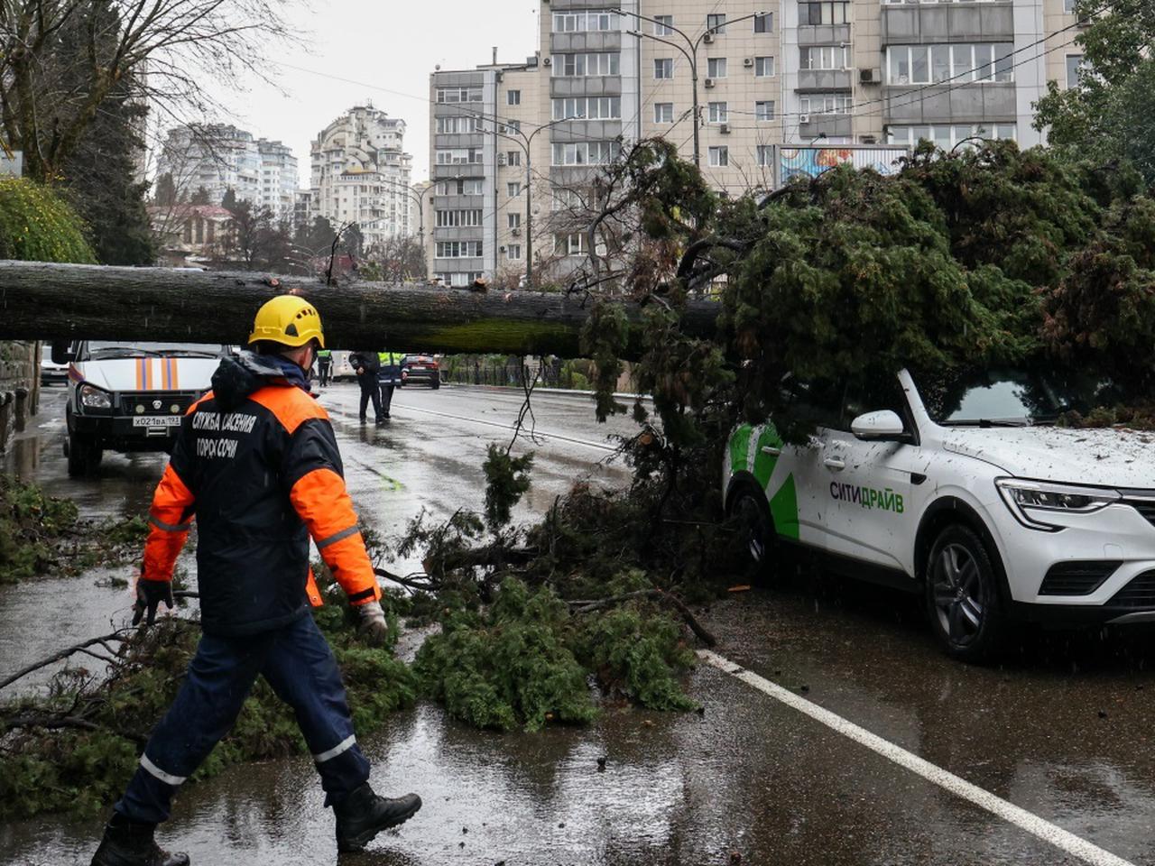 В Роскачестве пояснили, что делать, если на машину упало дерево - Quto.ru