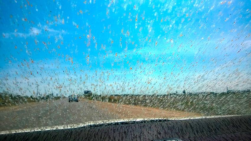 Как сделать, чтобы мошки не прилипали к лобовому стеклу - Quto.ru