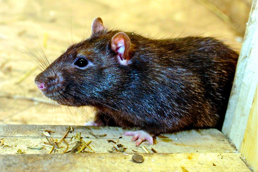 Крысиная возня. Почему грызуны появились под капотом автомобиля