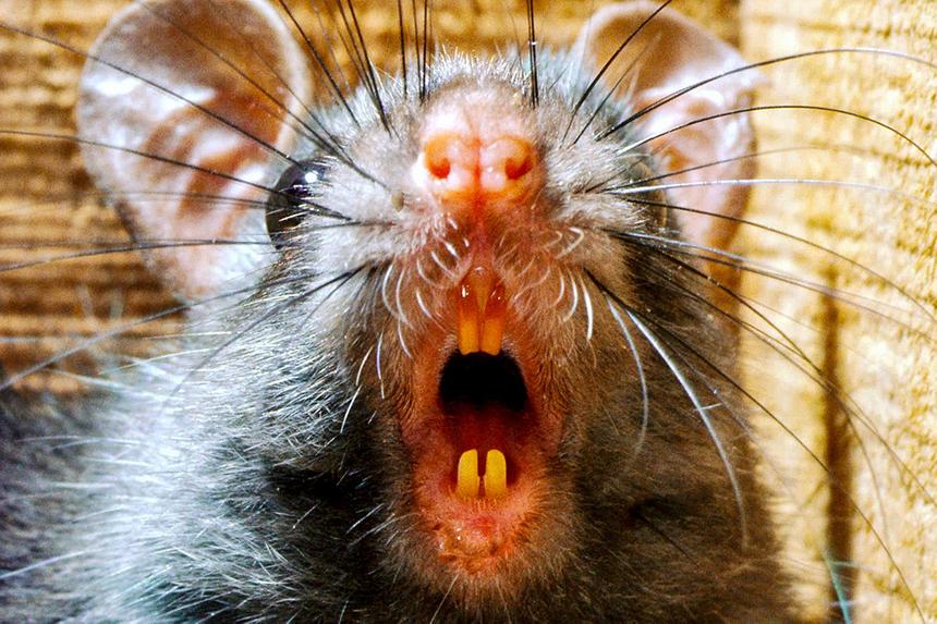 Крысиная возня. Почему грызуны появились под капотом автомобиля