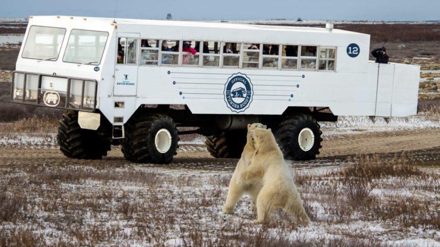 Посмотрите, какие тундраходы создают канадцы (фото)