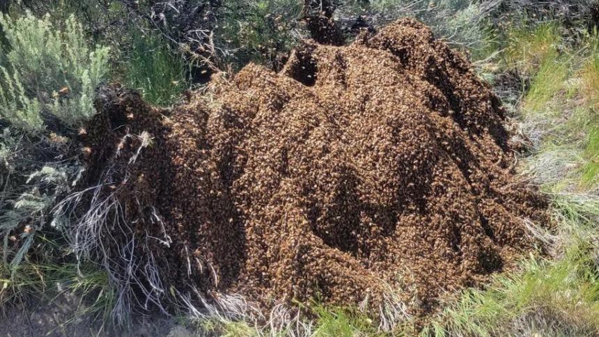 Миллионы злобных пчёл вырвались из грузовика в штате Юта (фото и видео)