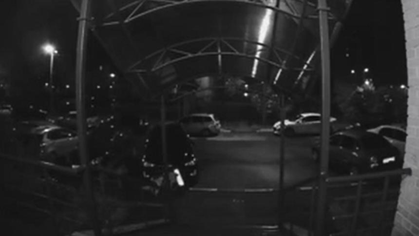 Ветеринар объяснил феномен собак-номера отгрызак (видео)