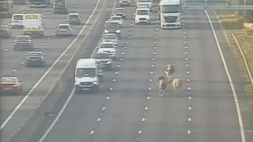 Британские коровы возомнили себя автомобилями и вышли на хайвей