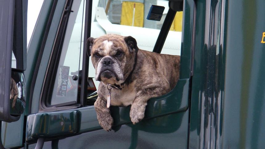 Ford патентует систему удержания животных в машине, способную убивать