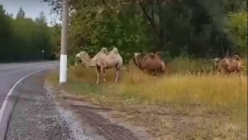 Гуляющие по обочине верблюды замечены в Мурманской области