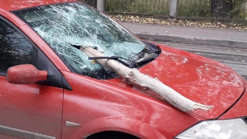 Высохшее дерево упало на дорогу и проткнуло автомобиль насквозь