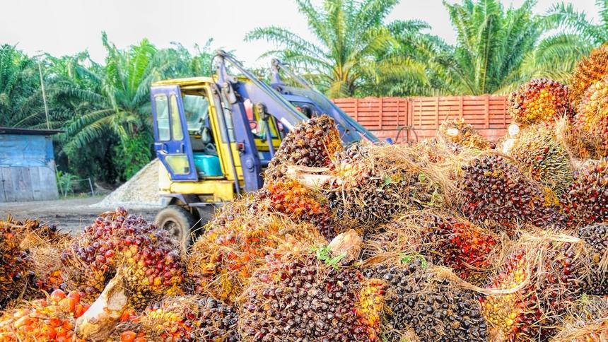 Автомобили в Индонезии поехали на пальмовом масле