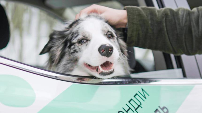 В каршеринге появились автомобили для собаководов