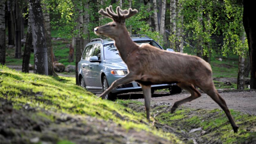 Водителей в Подмосковье предупредили о внезапной весенней опасности