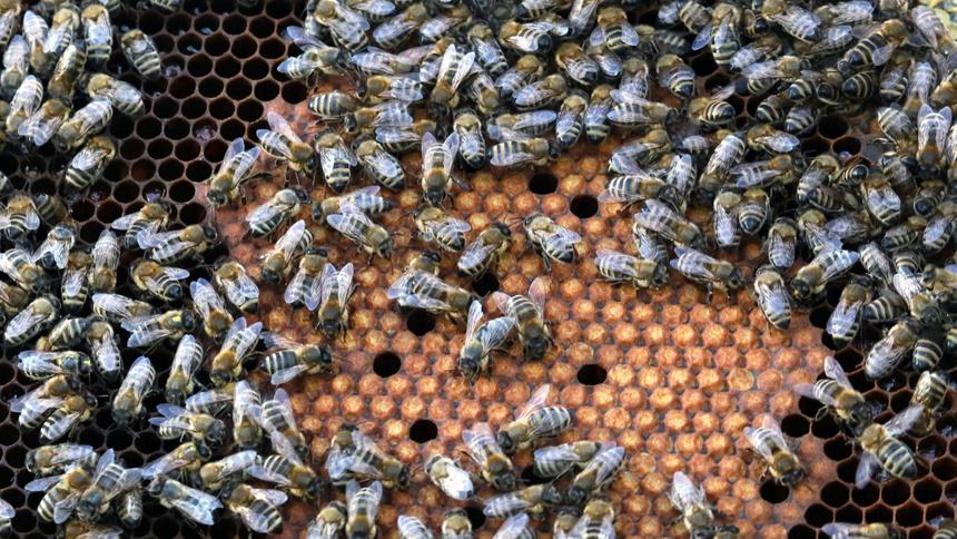 Под Владимиром покусанного пчёлами водителя пришлось спасать МЧС