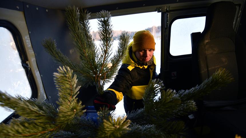 Автомобилистам рассказали, как правильно перевозить живую ель