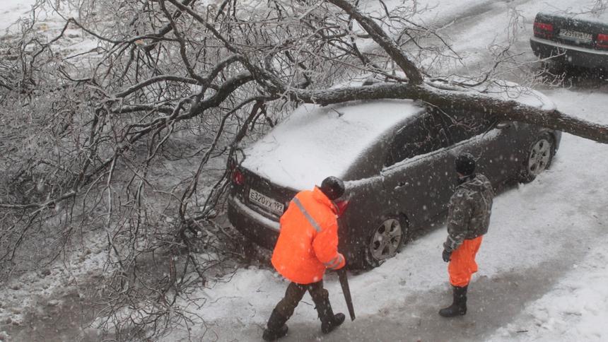 Россиянам пояснили, что делать при падении дерева на машину