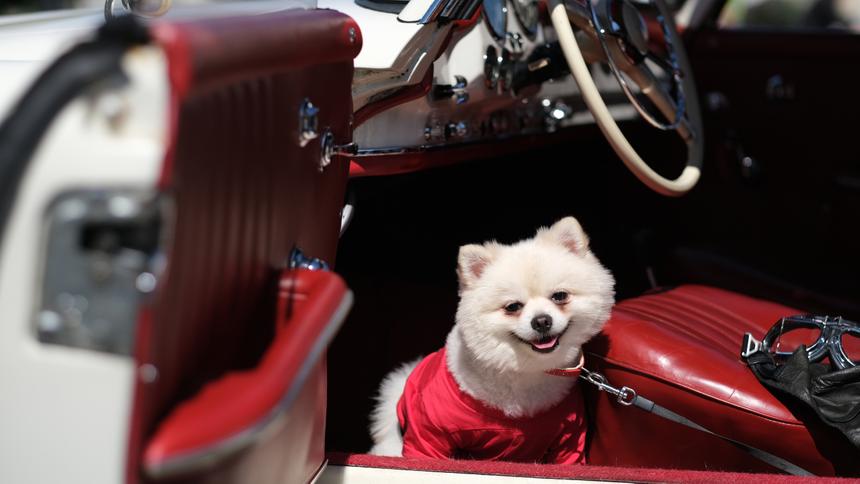 Как правильно отправиться в автомобильное путешествие с домашним питомцем