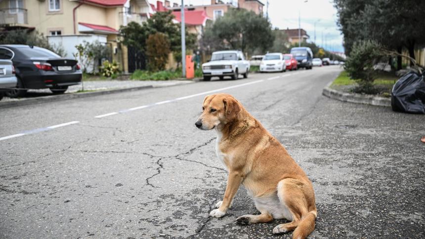 В России появится новый дорожный знак