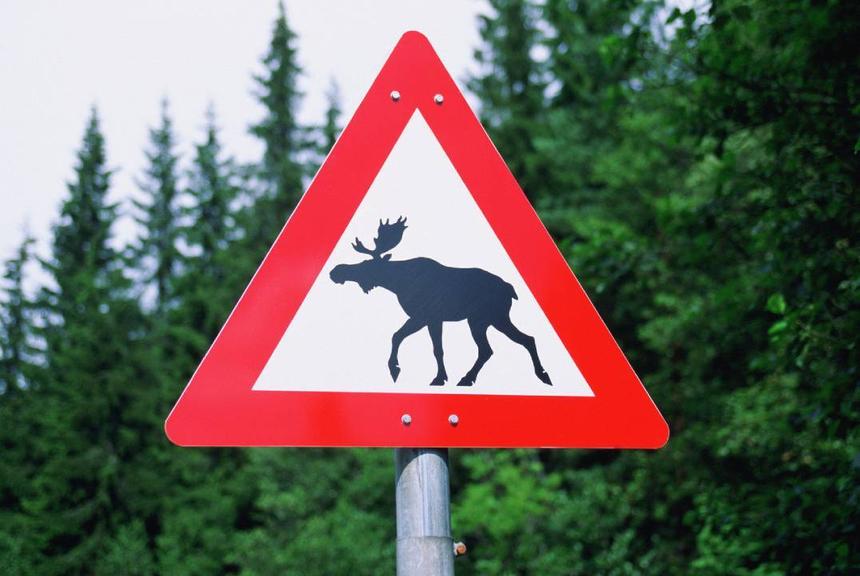 На территории завода КамАЗ поселился лось