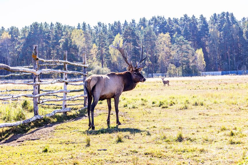 Маршрут выходного дня: зоопарк «Диво Парк» и ферма «Весёлая корова»