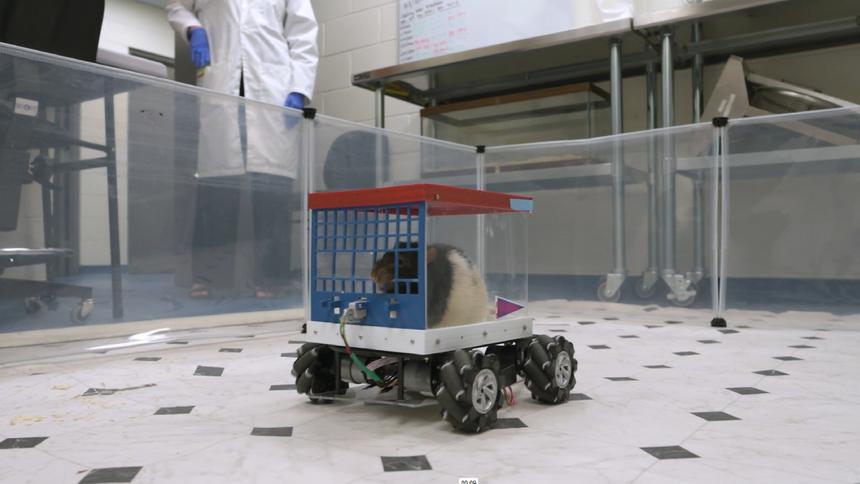 Лабораторных крыс обучили управлять автомобилем