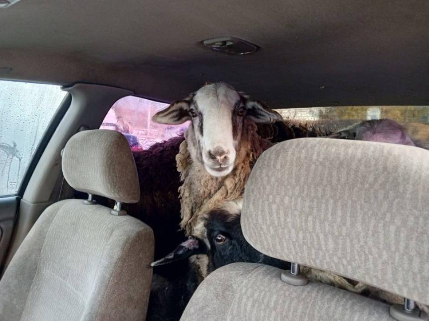 В Омской области задержан Nissan с баранами в салоне