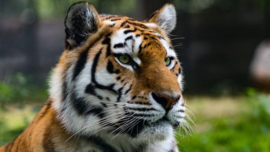 Россиян возят на работу с мигалками для отпугивания тигров