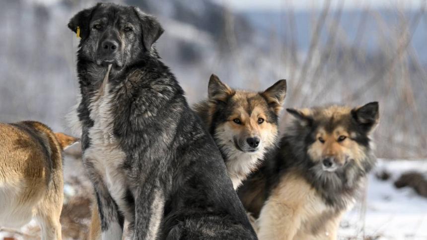 Во Владивостоке автомобилистов терроризируют собаки
