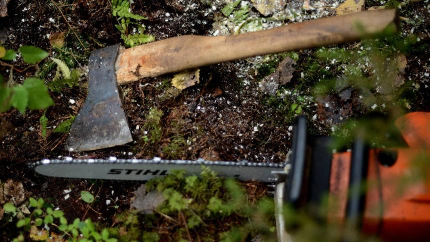 Как дорожные камеры помогают победить нелегальные свалки и чёрных лесорубов