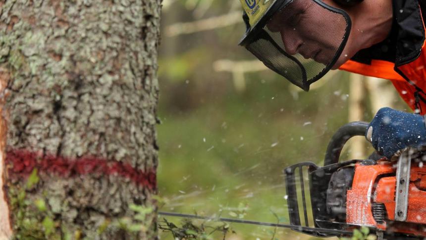 Как дорожные камеры помогают победить нелегальные свалки и чёрных лесорубов