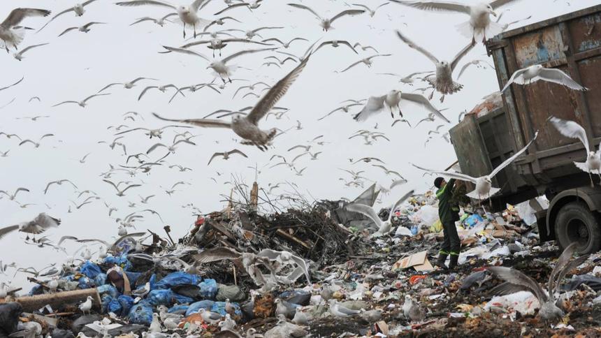 Как дорожные камеры помогают победить нелегальные свалки и чёрных лесорубов