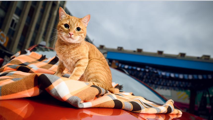 Рыжий котик будет рекламировать универсал Lada Iskra