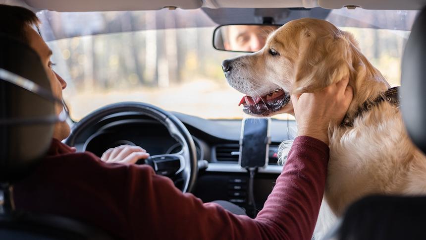 Собака в машине: как сделать поездку приятной и безопасной