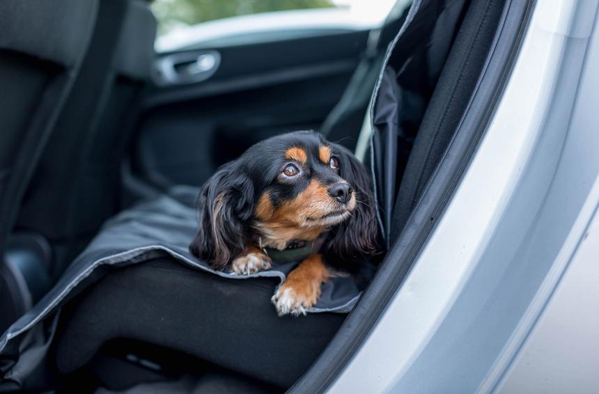 Собака в машине: как сделать поездку приятной и безопасной