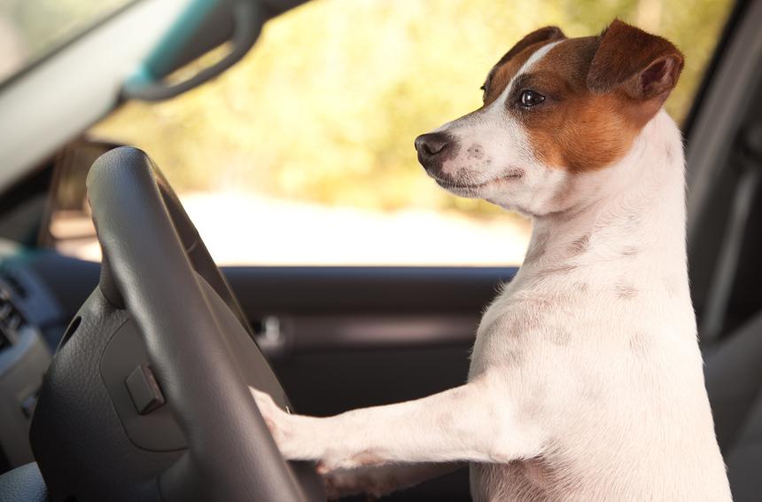 Собака в машине: как сделать поездку приятной и безопасной
