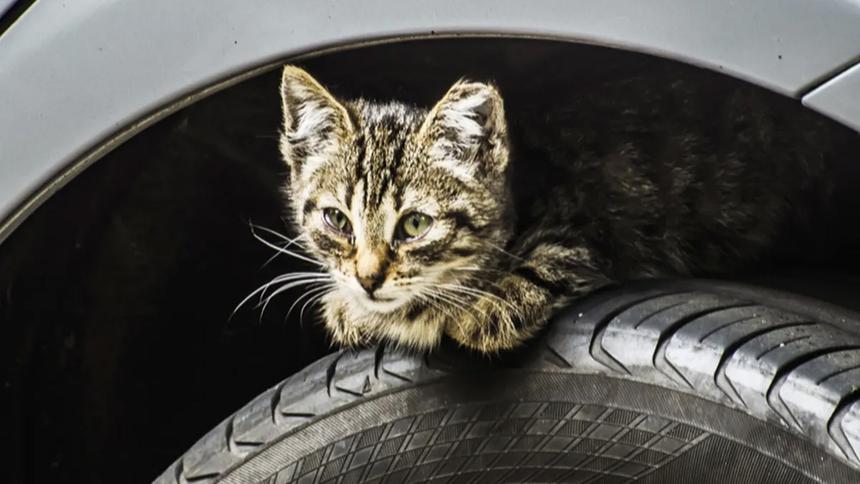 Водителей просят искать котиков под капотом перед поездкой