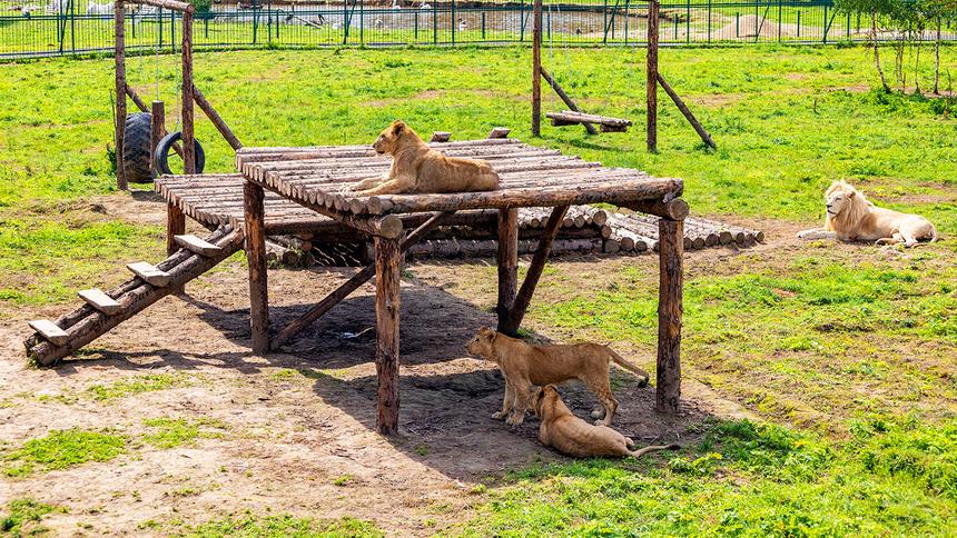 Маршрут выходного дня: парк львов «Земля Прайда»