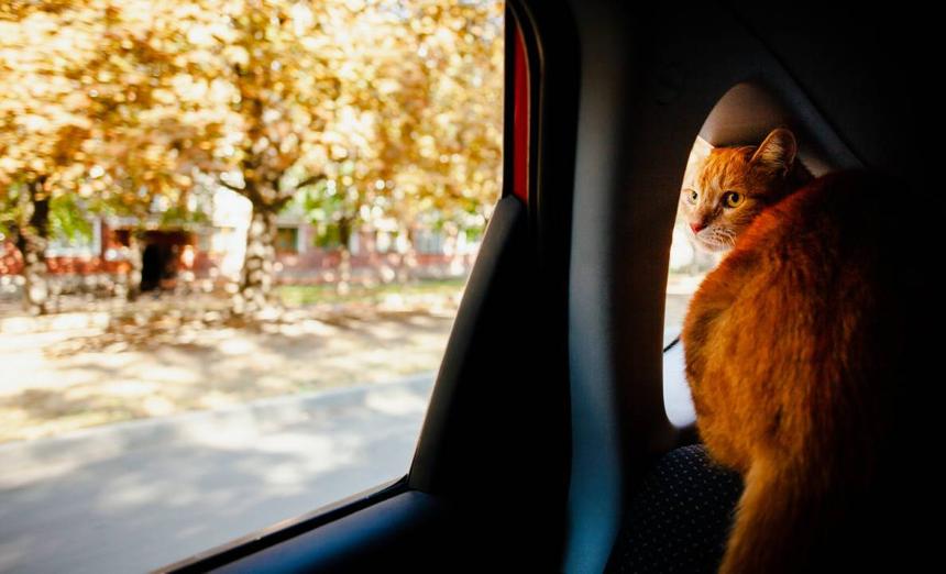 В МАДИ рассказали, сколько животных забыли москвичи в машинах